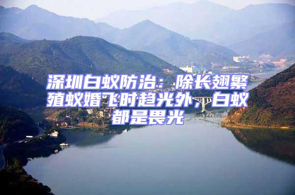 深圳白蟻防治:除長翅繁殖蟻婚飛時趨光外,白蟻都是畏光