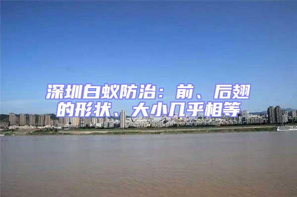 深圳白蟻防治:前、后翅的形狀、大小幾乎相等