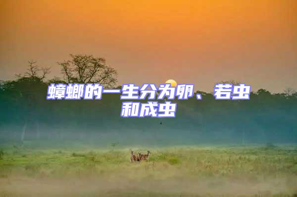 蟑螂的一生分為卵、若蟲和成蟲