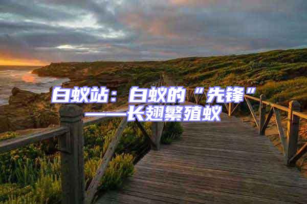 白蟻站:白蟻的“先鋒”——長(zhǎng)翅繁殖蟻