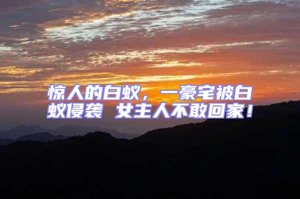 驚人的白蟻，一豪宅被白蟻侵襲 女主人不敢回家！