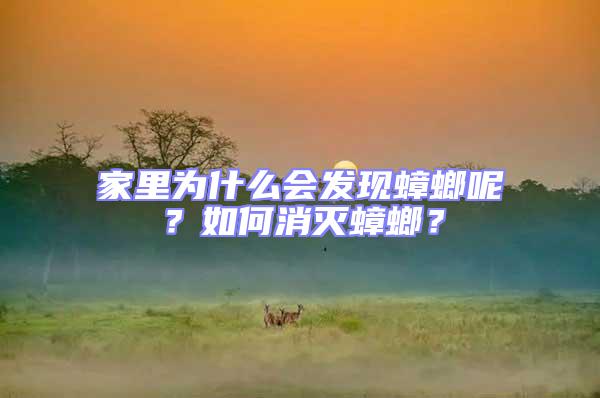 家里為什么會發現蟑螂呢？如何消滅蟑螂？