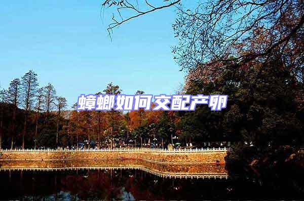 蟑螂如何交配產卵