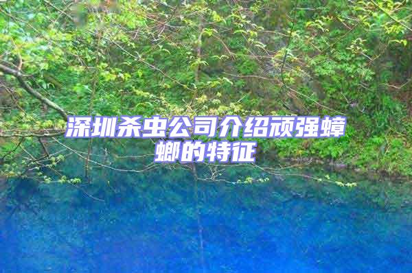 深圳殺蟲(chóng)公司介紹頑強(qiáng)蟑螂的特征