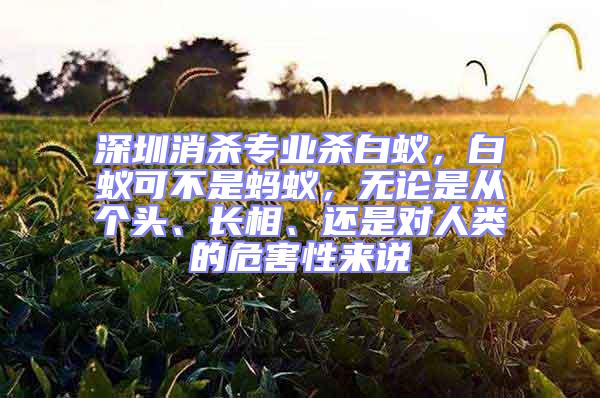 深圳消殺專業殺白蟻，白蟻可不是螞蟻，無論是從個頭、長相、還是對人類的危害性來說