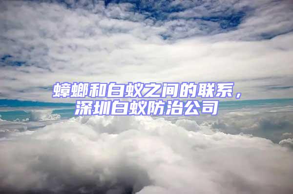 蟑螂和白蟻之間的聯系,深圳白蟻防治公司