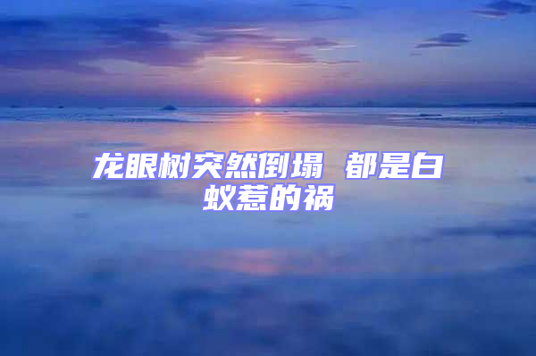 龍眼樹(shù)突然倒塌 都是白蟻惹的禍