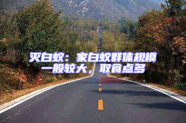 滅白蟻:家白蟻群體規模一般較大,取食點多