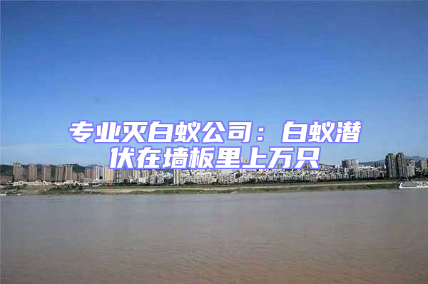 專業滅白蟻公司:白蟻潛伏在墻板里上萬只