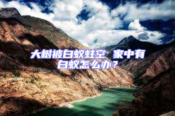 大樹被白蟻蛀空 家中有白蟻怎么辦?