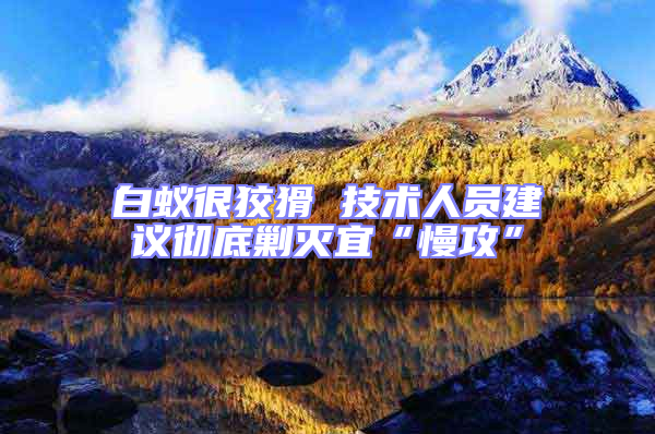 白蟻很狡猾 技術人員建議徹底剿滅宜“慢攻”