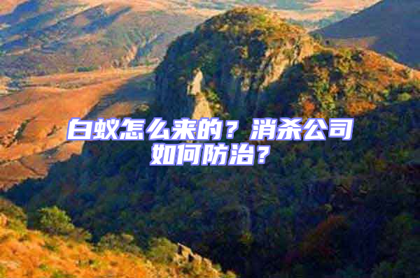 白蟻怎么來的?消殺公司如何防治?