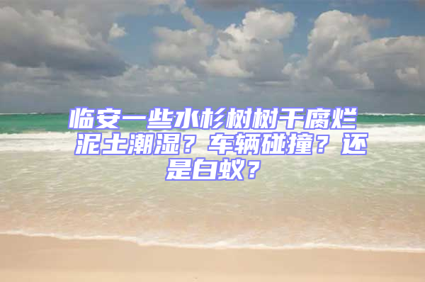 臨安一些水杉樹樹干腐爛 泥土潮濕？車輛碰撞？還是白蟻？