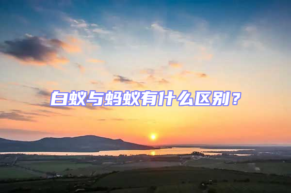 白蟻與螞蟻有什么區(qū)別?