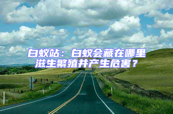 白蟻站:白蟻會(huì)藏在哪里滋生繁殖并產(chǎn)生危害?