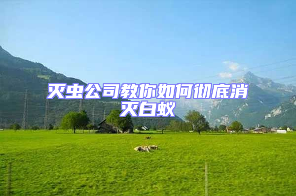 滅蟲公司教你如何徹底消滅白蟻