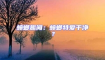 蟑螂趣聞：蟑螂特愛干凈？