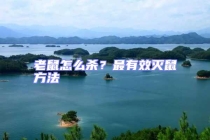 老鼠怎么殺？最有效滅鼠方法