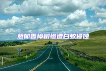 蔥郁香樟樹慘遭白蟻侵蝕