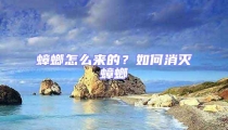 蟑螂怎么來的？如何消滅蟑螂