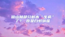 鏡山林部分樹木“生病”了？ 原是白蟻啃噬