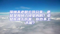 深圳殺老鼠公司分享：老鼠是如何入侵室內的？老鼠你辣么厲害，你咋不上天呢？