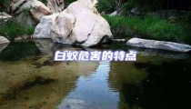 白蟻危害的特點(diǎn)