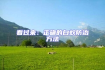 看過(guò)來(lái)：正確的白蟻防治方法