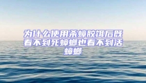 為什么使用殺蟑膠餌后既看不到死蟑螂也看不到活蟑螂