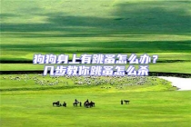 狗狗身上有跳蚤怎么辦？幾步教你跳蚤怎么殺