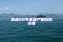 遭遇20年來最嚴(yán)重白蟻災(zāi)情