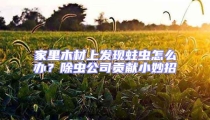 家里木材上發(fā)現蛀蟲怎么辦？除蟲公司貢獻小妙招