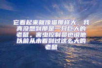 它看起來就像貓那樣大，我真沒想到那是一只巨大的老鼠。害蟲控制員也說他以前從未看到過這么大的老鼠