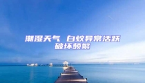 潮濕天氣 白蟻異?；钴S破壞頻繁