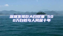 深圳發現巨大白蟻巢 500萬白蟻與人同居十年