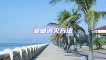 蟑螂消滅方法