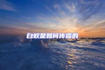 白蟻是如何傳播的