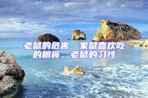 老鼠的危害，家鼠喜歡吃的糧食，老鼠的習性