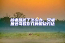 被老鼠咬了怎么辦，滅老鼠公司教你幾種解決方法