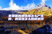 家里面的潮蟲是怎么產生的，西瓜蟲怎么徹底消滅