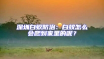 深圳白蟻防治：白蟻怎么會爬到家里的呢？