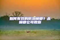 如何有效的防治蟑螂？殺蟑螂公司教你