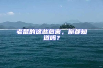 老鼠的這些危害，你都知道嗎？