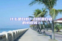 什么是白蟻？白蟻是白色的螞蟻嗎？
