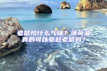 老鼠怕什么氣味？薄荷油真的可以驅趕老鼠嗎？