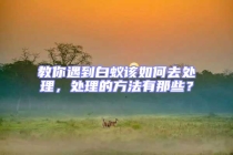 教你遇到白蟻該如何去處理，處理的方法有那些？